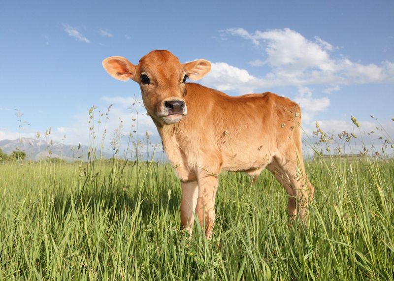 Miniature Cow: Big Farm Vibes, Compact Footprint