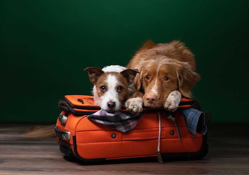 Puppy License Deadline