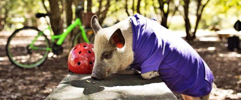 Limits On Multiple Pig Ownership