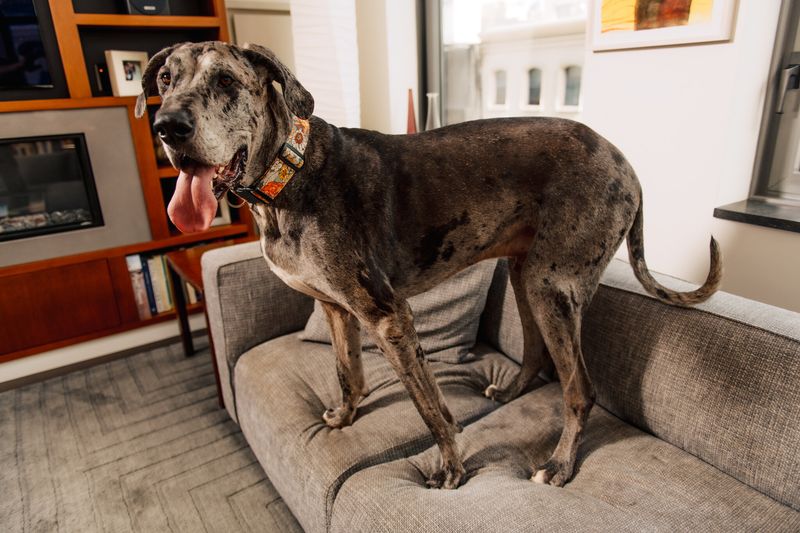 Breed and Size Restrictions