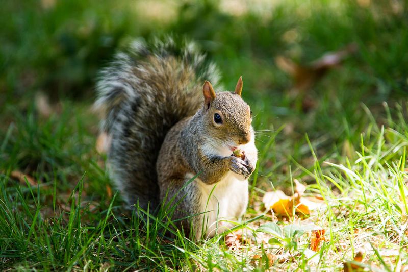 Eastern Gray Squirrel: The Acrobatic Neighbors