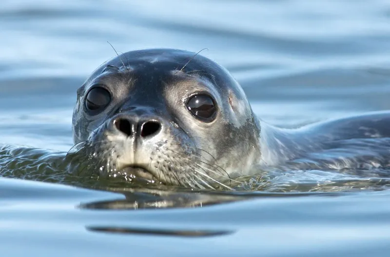 Harbor Seal