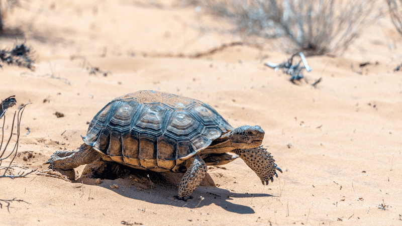 Desert Tortoise: Ancient Wanderers