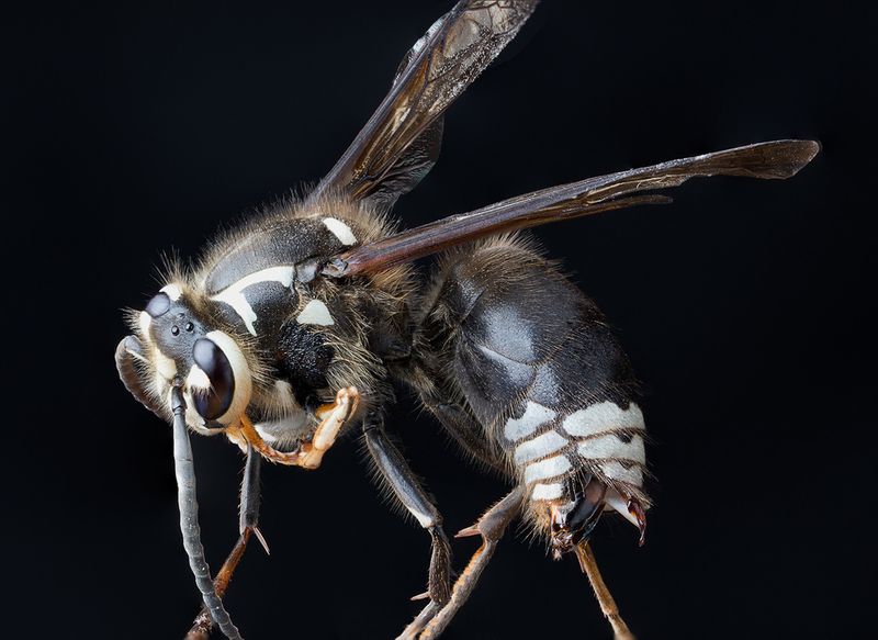 Bald-Faced Hornet - Aerial Architects