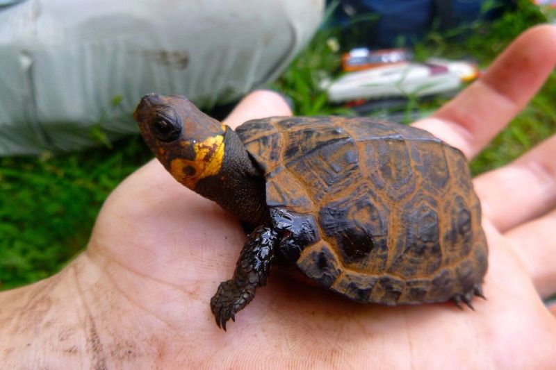 Bog Turtle: Tiny Shell, Big Trouble