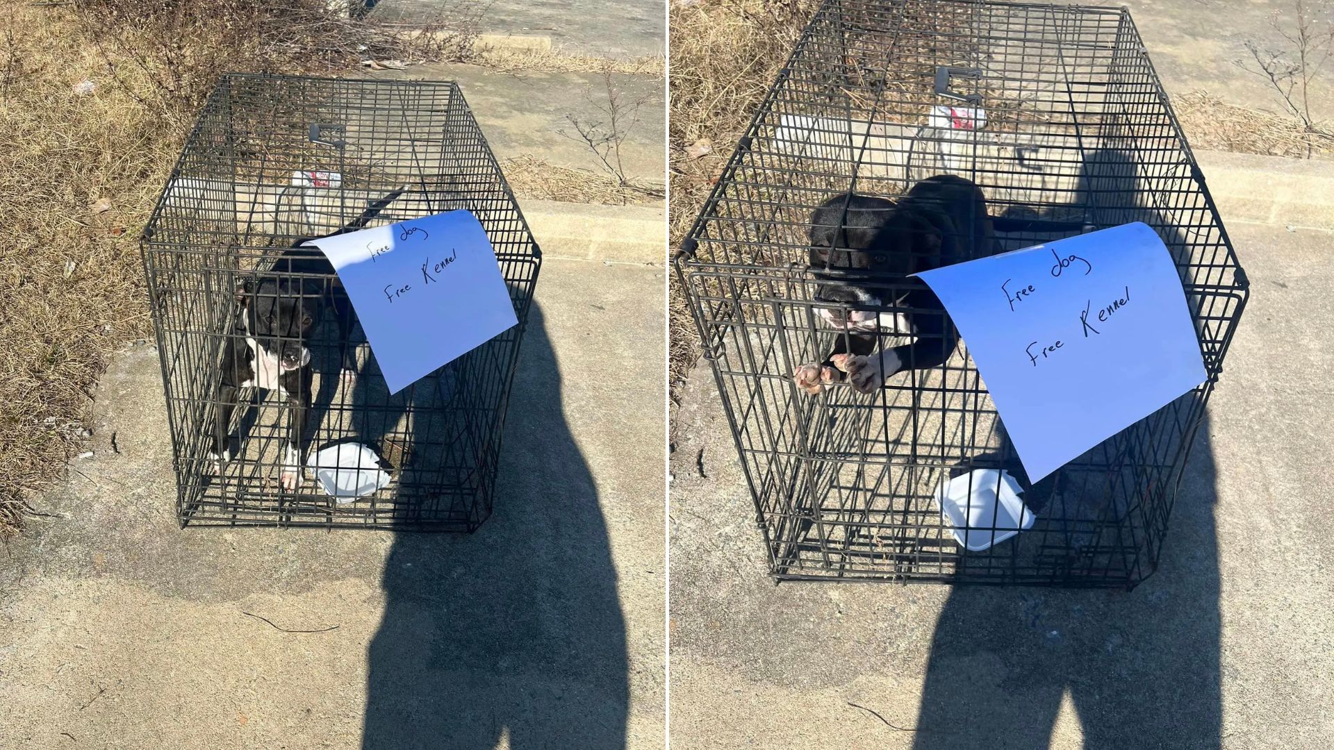 dog in kennel with free sign