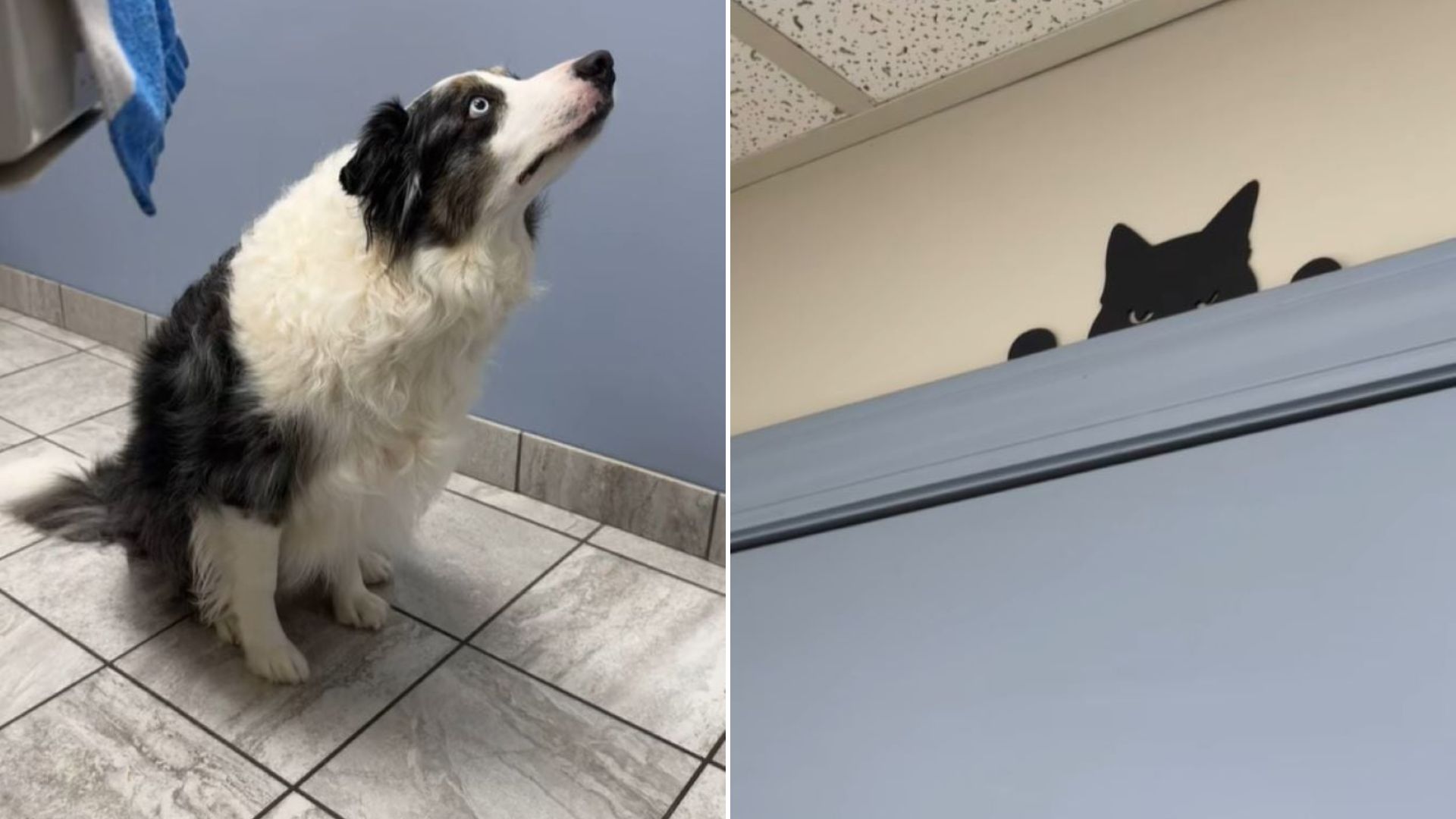Black and white dog