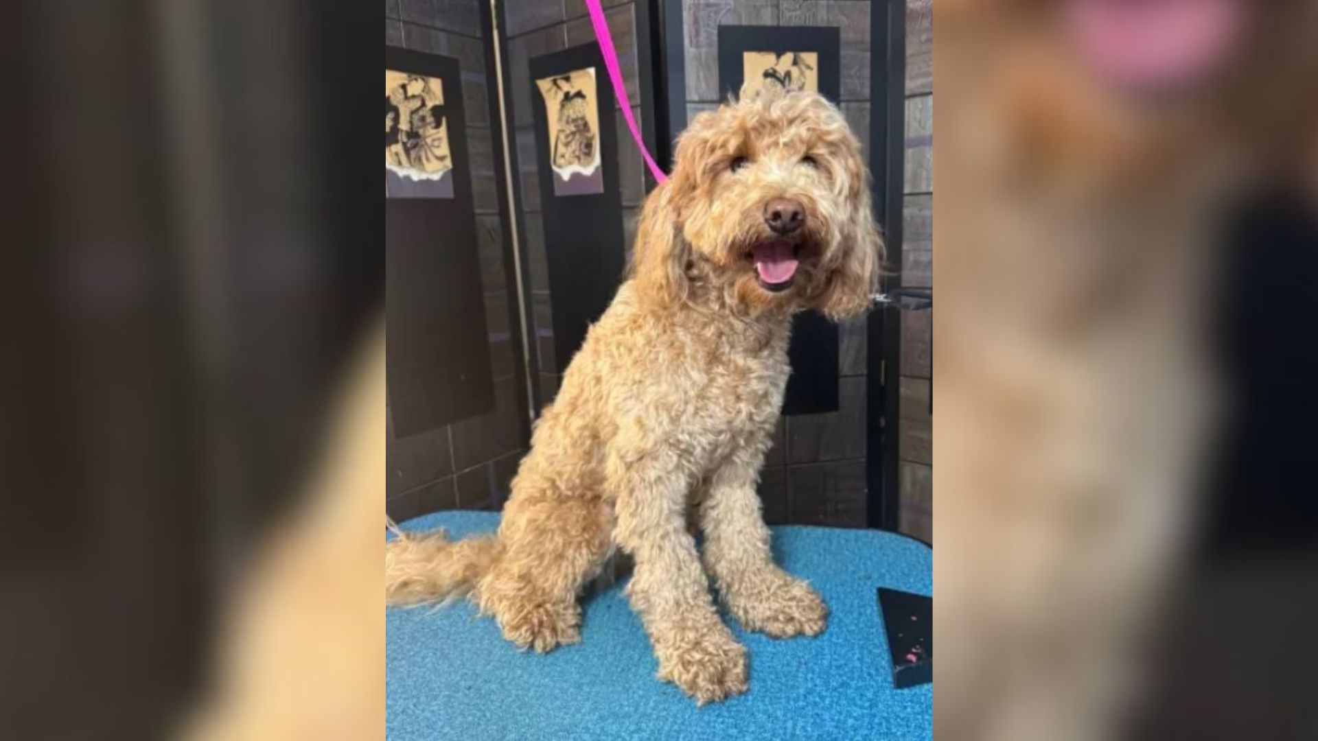 North Carolina Goldendoodle With Matted Ears Arrives For Grooming, The Results Surprise Everyone
