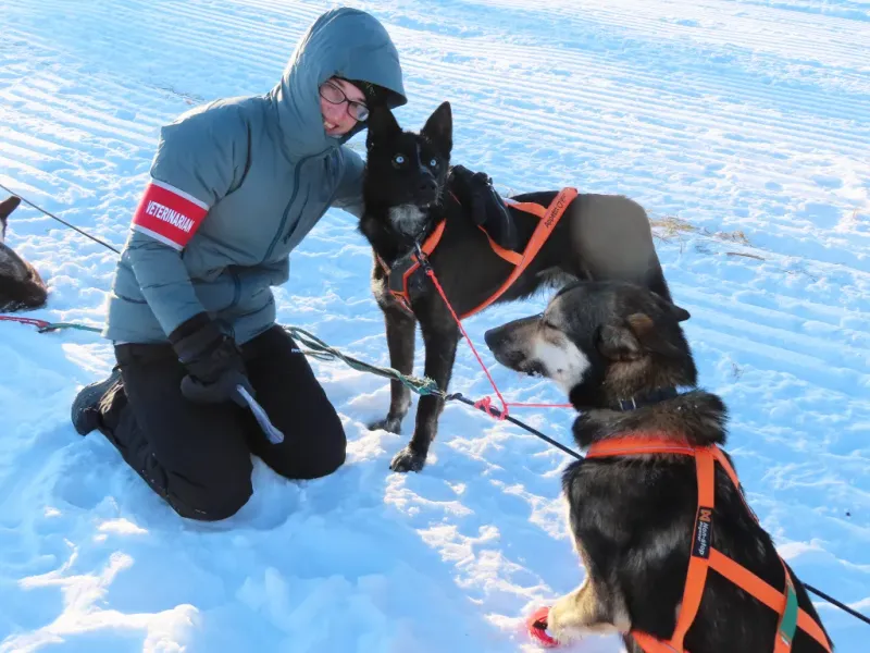 Alaska: The Last Frontier's Frigid Pet Challenges