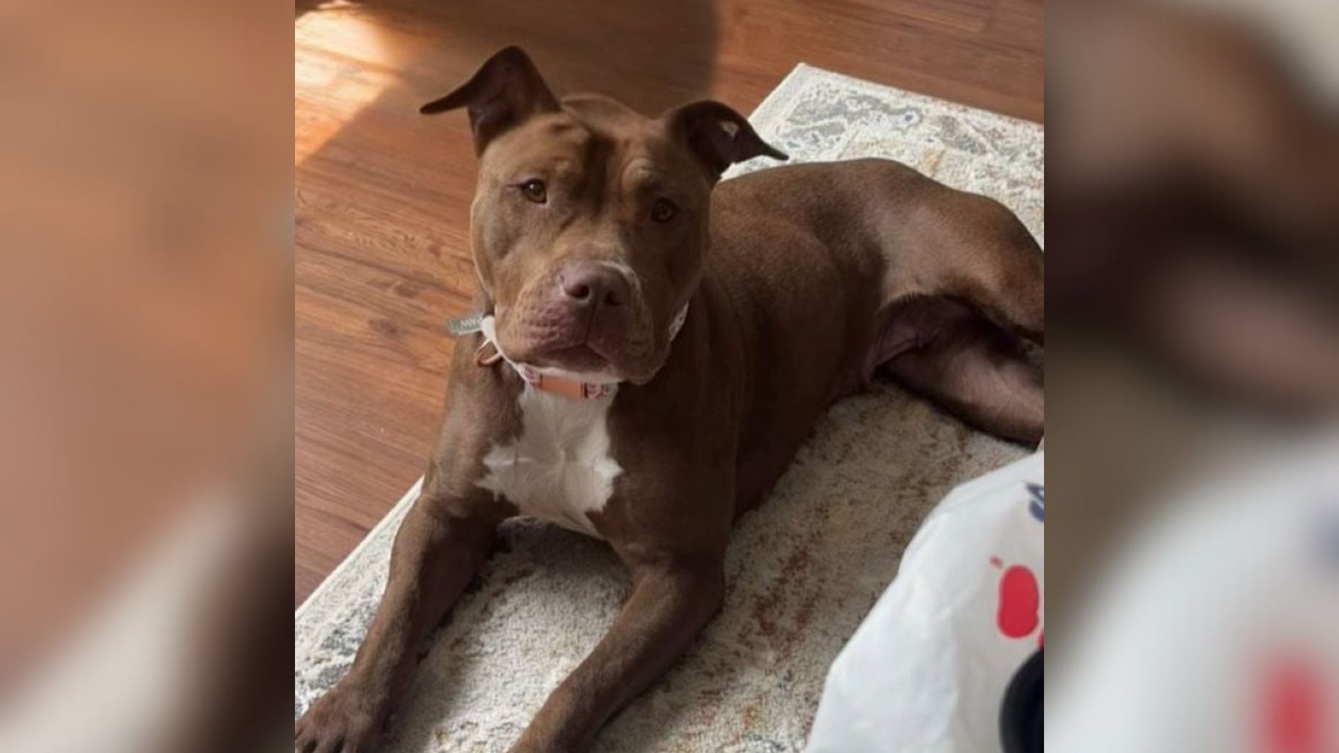 dog lying