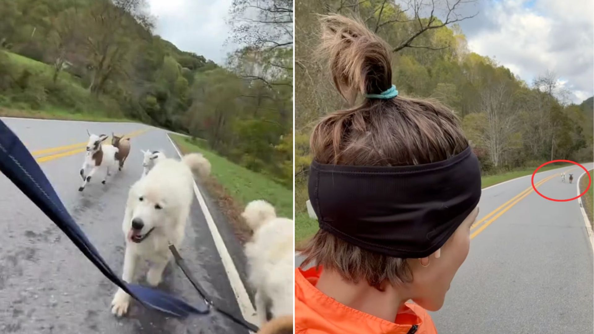 North Carolina Woman Was Jogging With Her Dogs When An Unexpected Guest Joined In