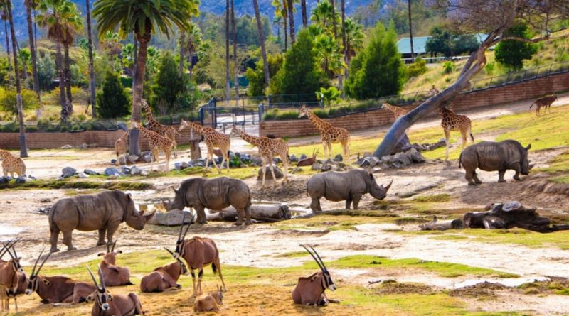 San Diego Zoo Safari Park – Wild Expanses in Escondido