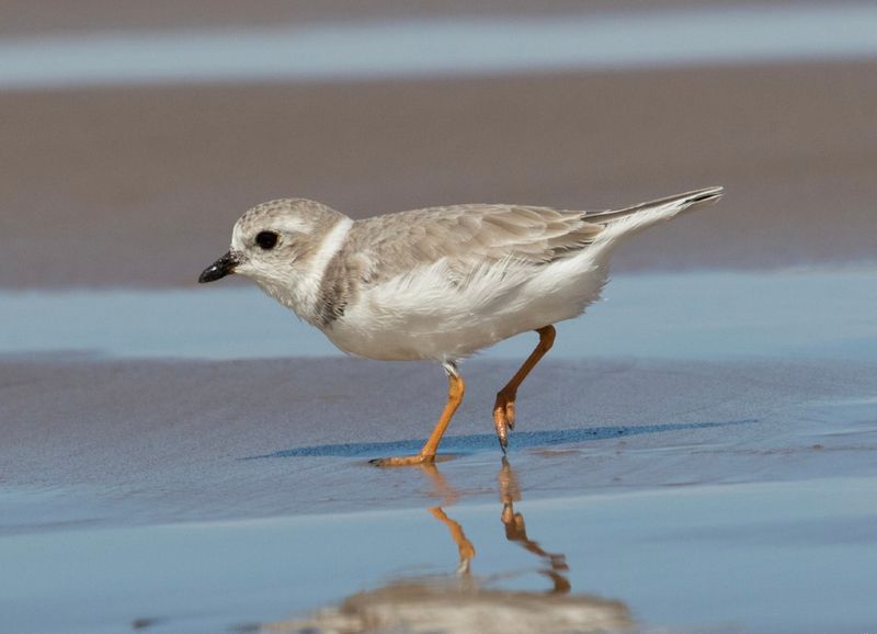 Piping Plover: The Shoreline Survivor