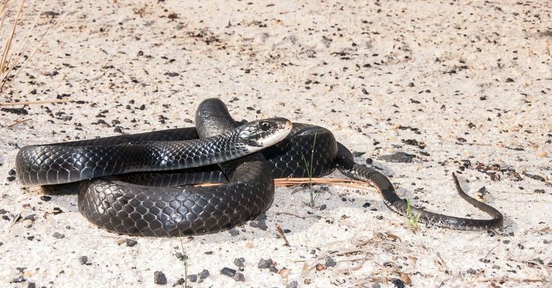 Southern Black Racer (Coluber constrictor priapus)
