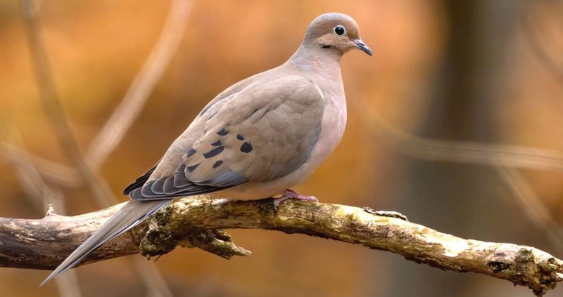 Mourning Dove – Nature's Gentle Cooing Machine