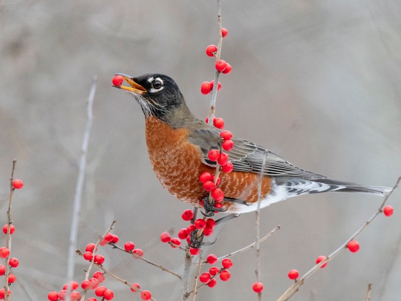 American Robin: The Lawn Hunter's Challenge