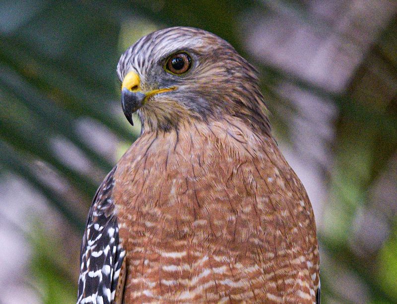 Red-shouldered Hawk: Woodland Sentinel