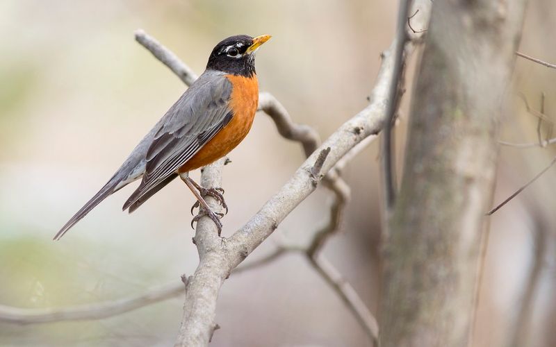 American Robin