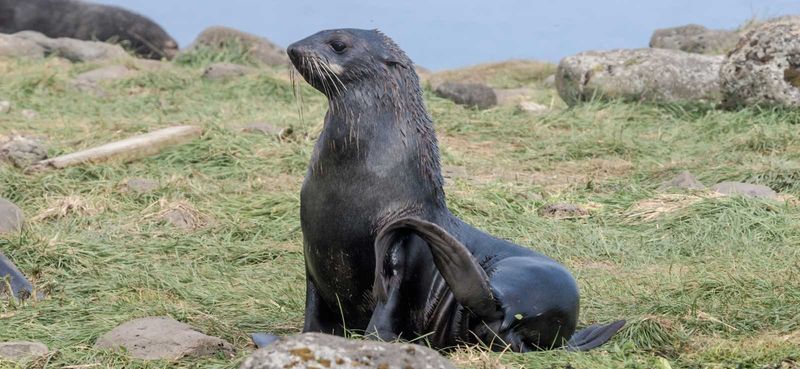 Northern Fur Seal: The Comeback Kid
