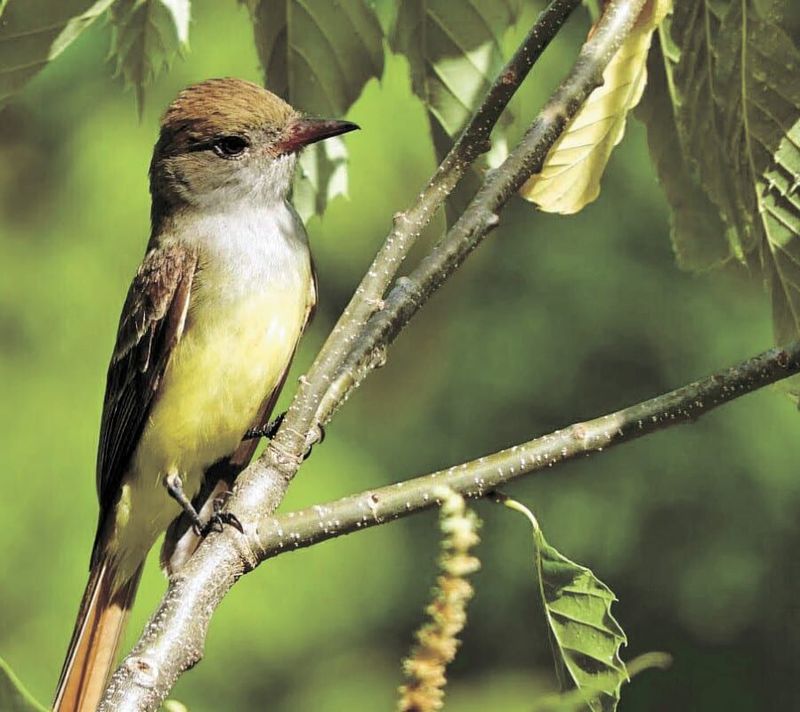 Great Crested Flycatcher