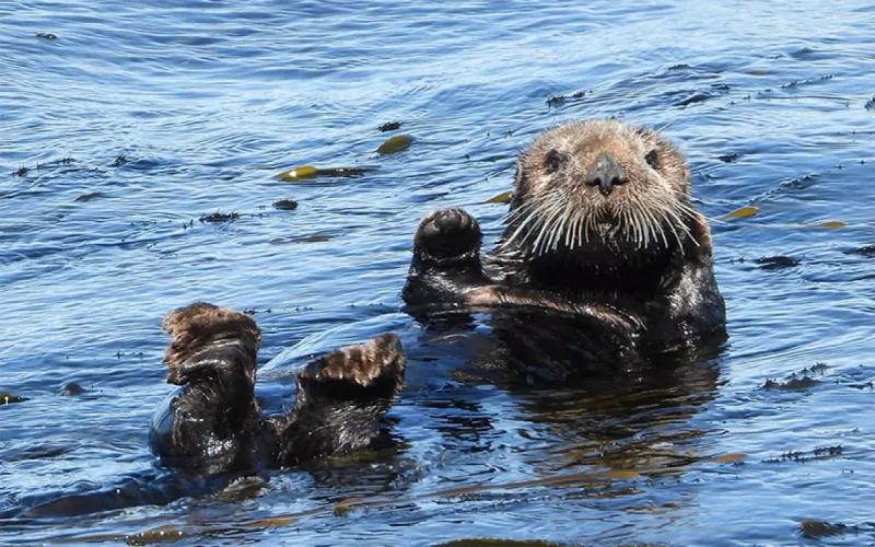 Sea Otter: The Floating Comedian