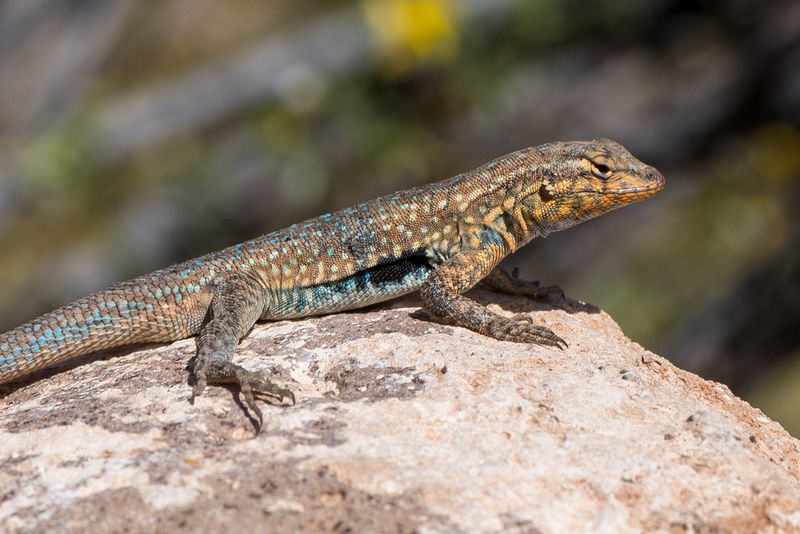 Side-Blotched Lizard: The Color-Changing Strategist
