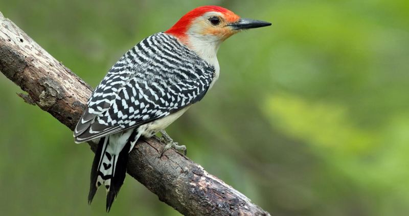 Red-bellied Woodpecker – The Misleadingly Named Drummer