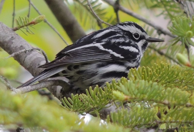 Black-and-white Warbler