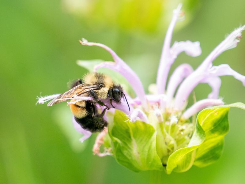 Rusty Patched Bumblebee