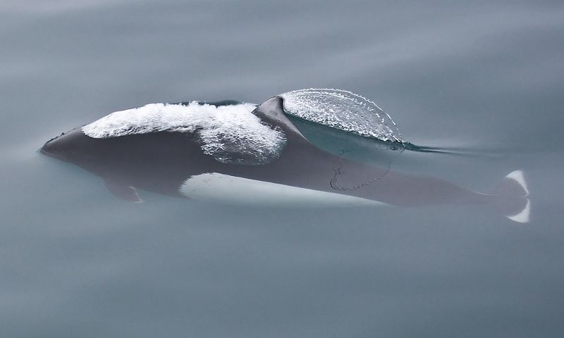 Dall's Porpoise: The Ocean's Speedster