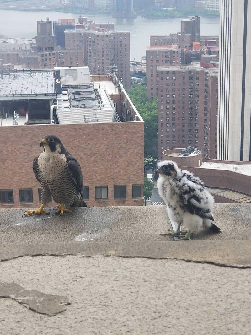 Peregrine Falcon: The High-Rise Hunter
