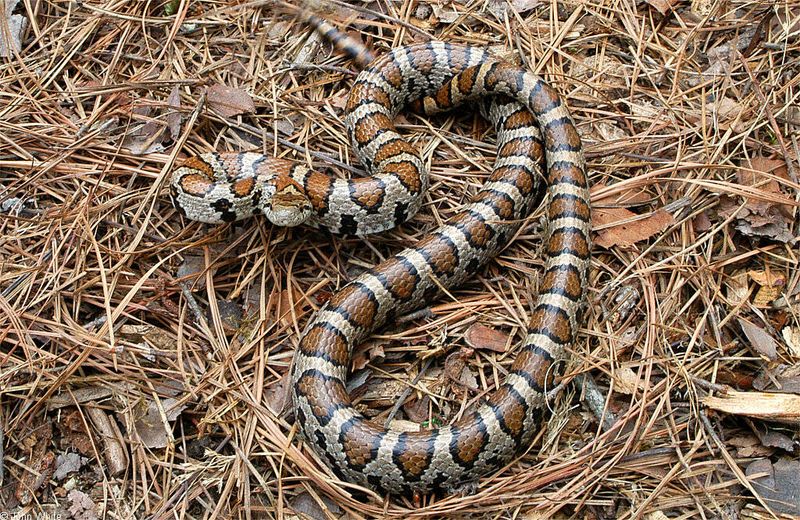 Eastern Milk Snake: The Cow Barn Myth