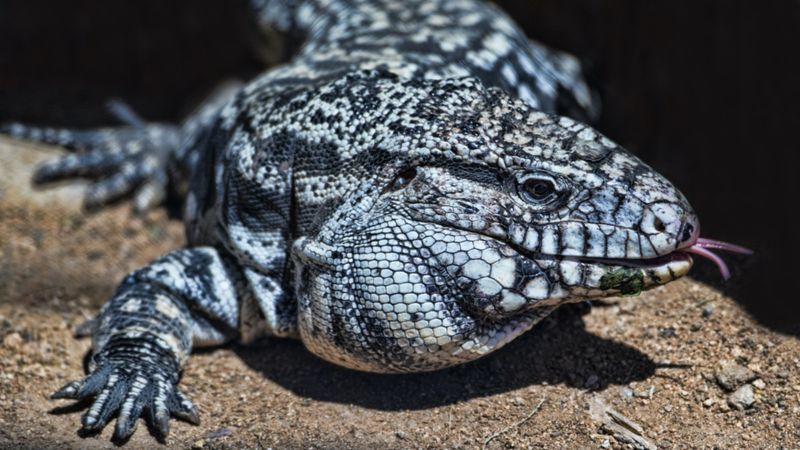 Argentine Black-and-White Tegu: The Intelligent Invader