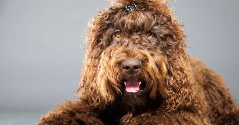 Barbet