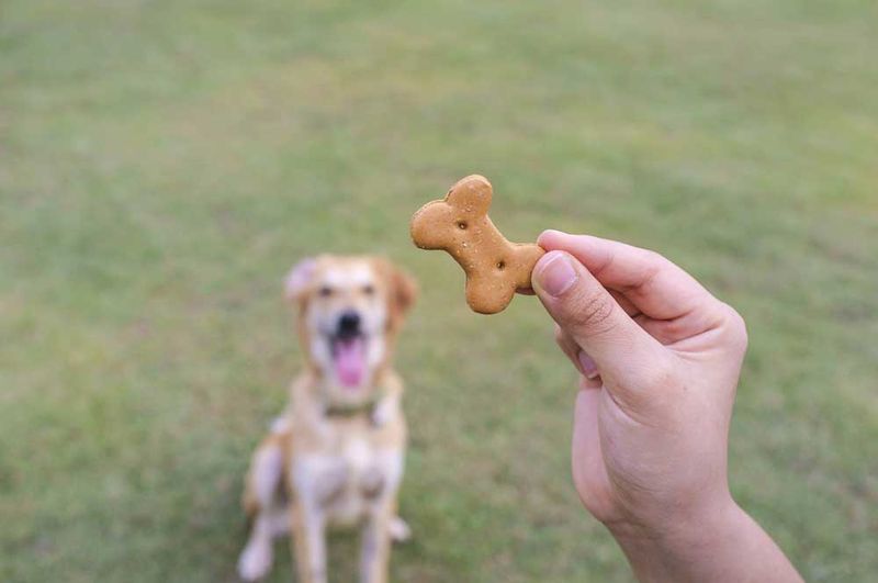 Treats Aren't Bribes, They're Paychecks