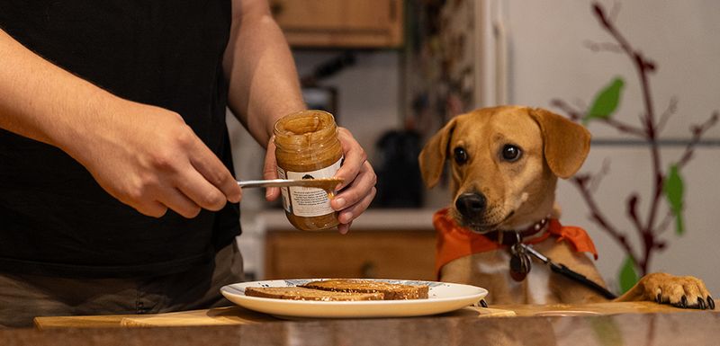 Feeding Pets Human Food