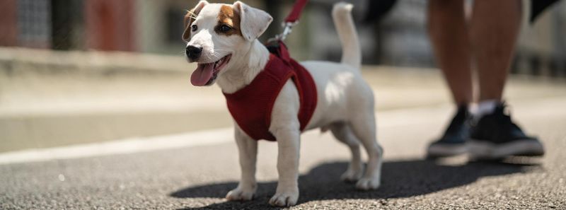 Walking Dogs During Peak Heat