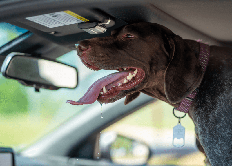 Leaving Dogs Unattended In Vehicles