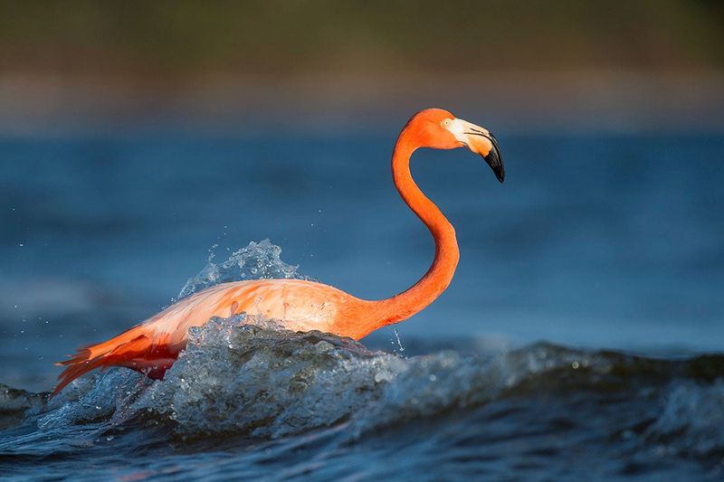 The Ongoing Mystery of American Flamingos