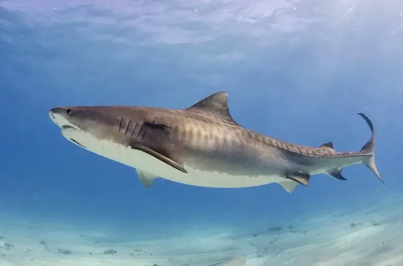Tiger Shark: The Garbage Disposal