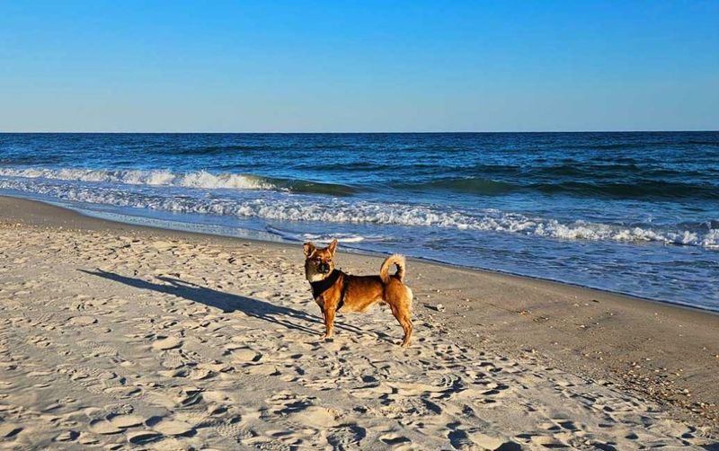 St. George Island: Beachfront Bliss For Barkers