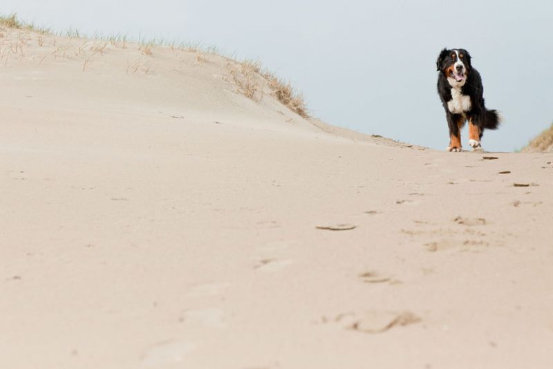 Nags Head Beach: Outer Banks Doggy Heaven