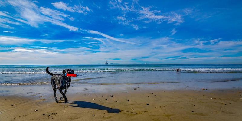 Monterey's Scenic Coastal Dog Trails