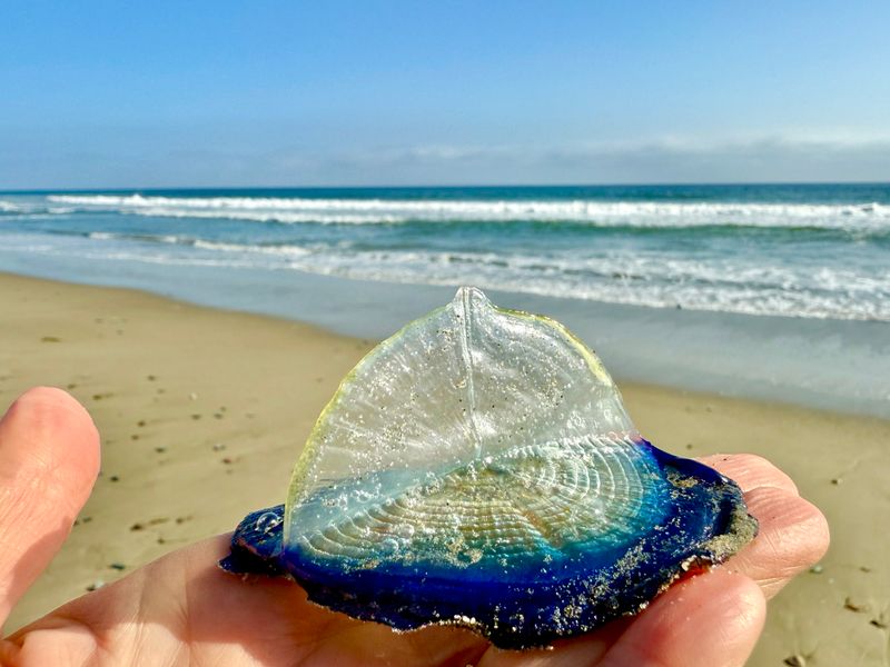 Velella velella: Sapphire Sailors of the Surface