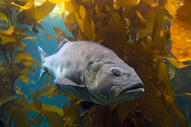 Giant Sea Bass: California's Underwater Bulldozers