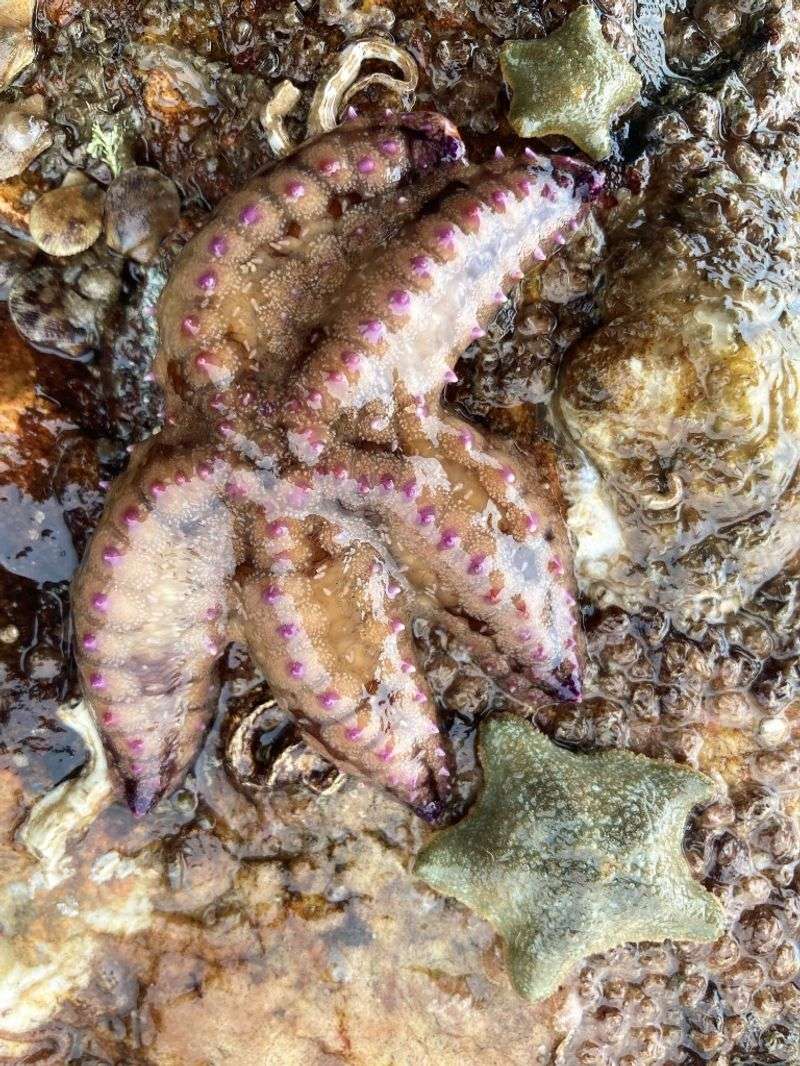 Flatworms – Gaviota State Beach, Moss Landing State Beach