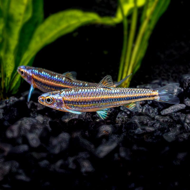 Rainbow Shiner: The North American Neon