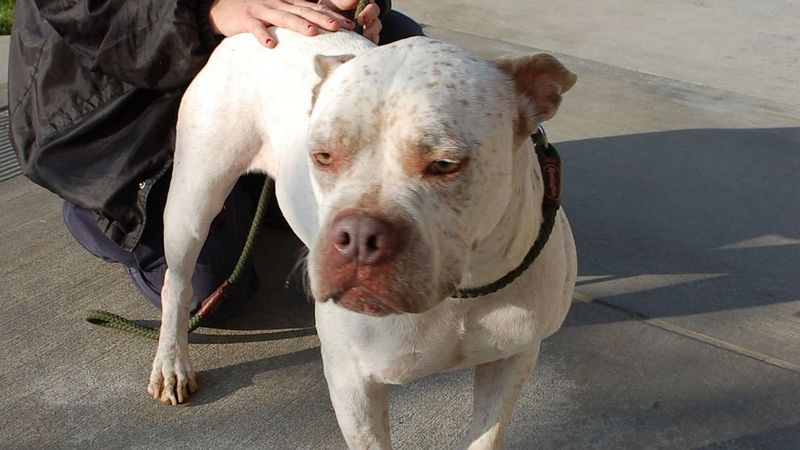 Breed-Specific Spay/Neuter Laws: Targeting Certain Dogs