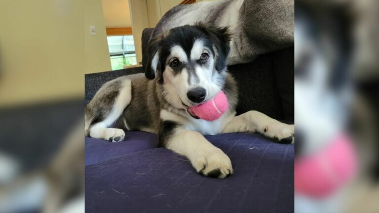 husky dog