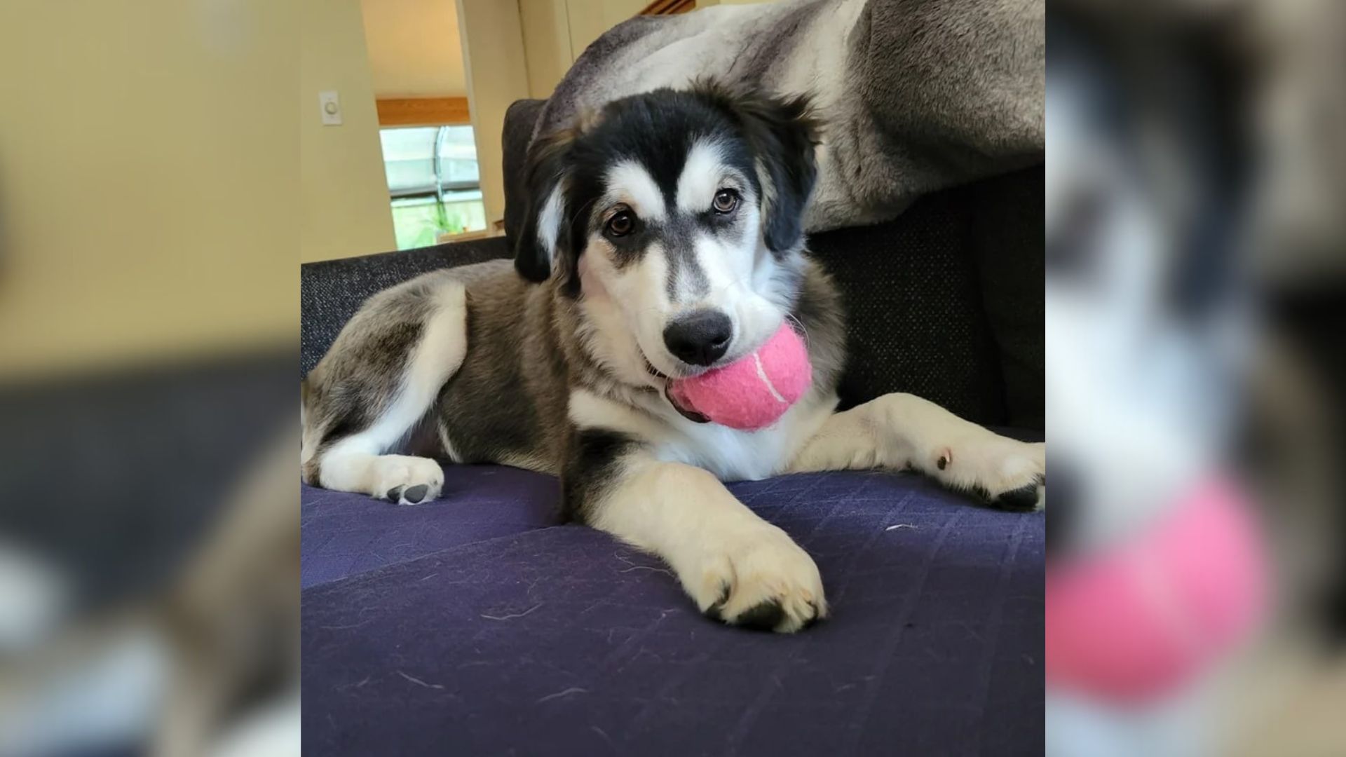 husky dog